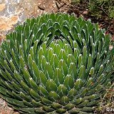 AGAVE (Agavaceae)
